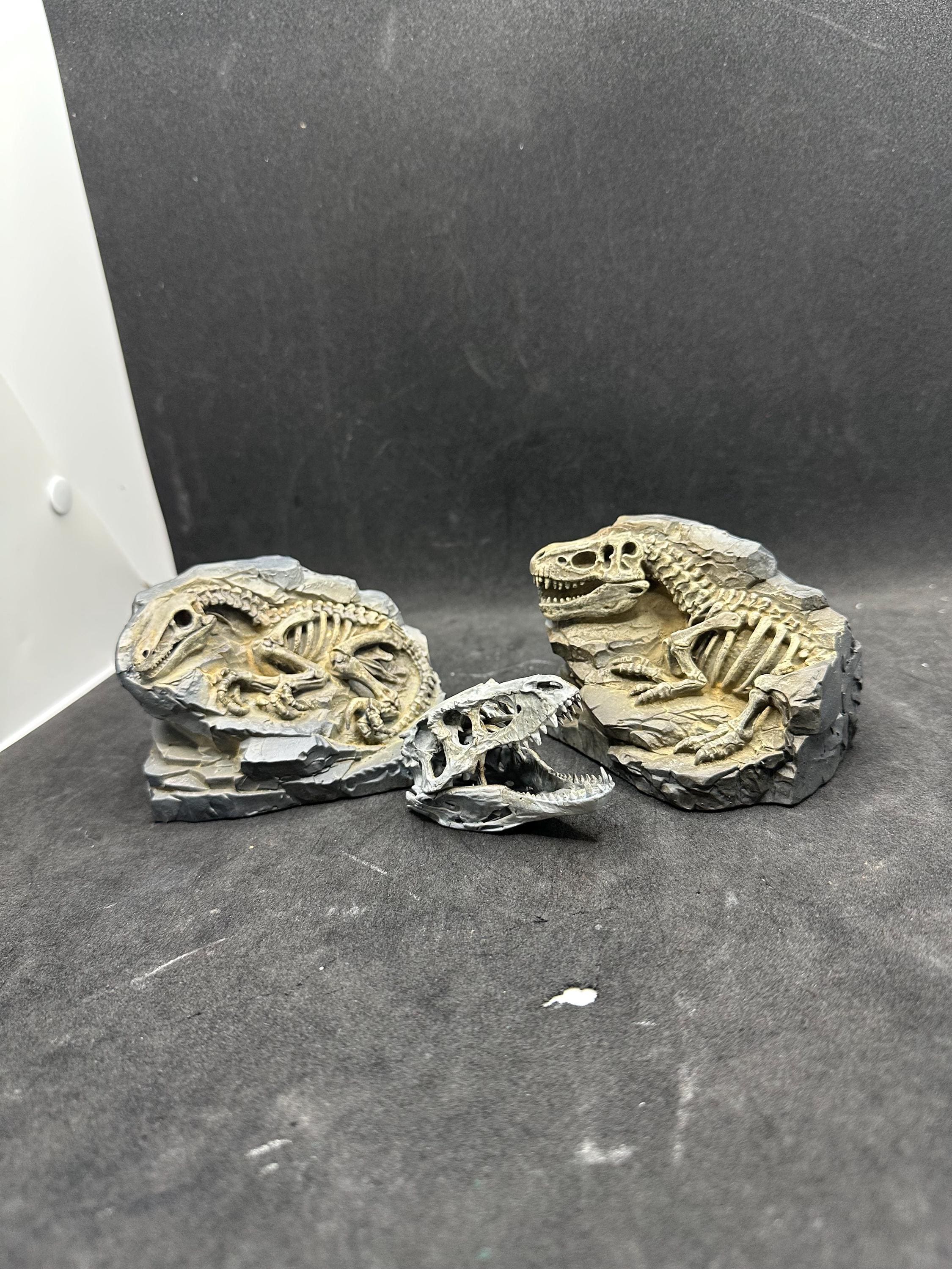 Hand-Painted T-Rex & Raptor Fossil Set – Exclusive Skull Replica Gift