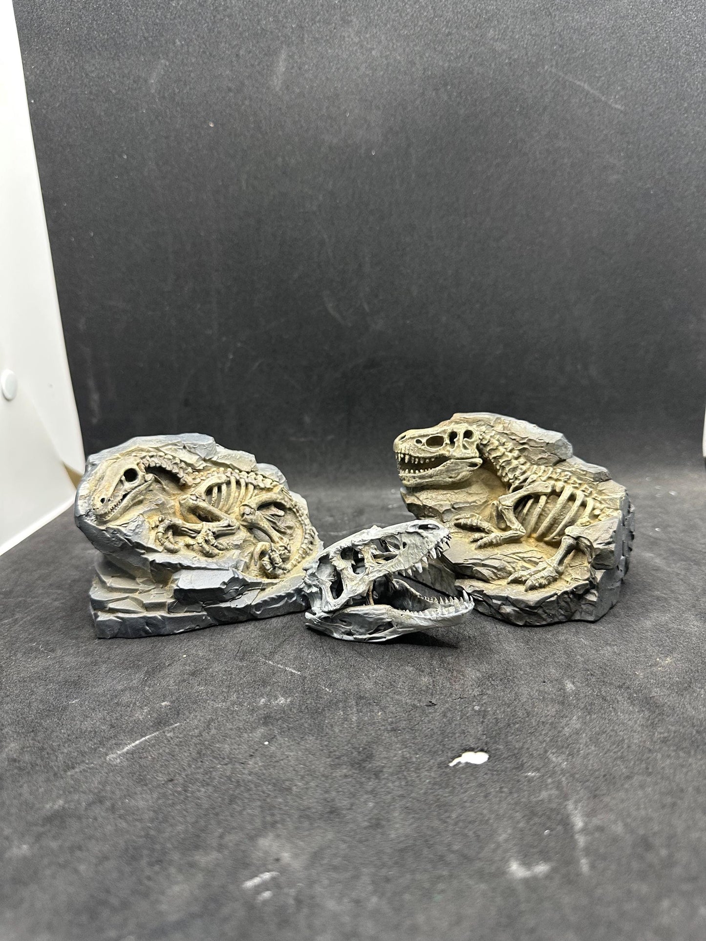 Hand-Painted T-Rex & Raptor Fossil Set – Exclusive Skull Replica Gift